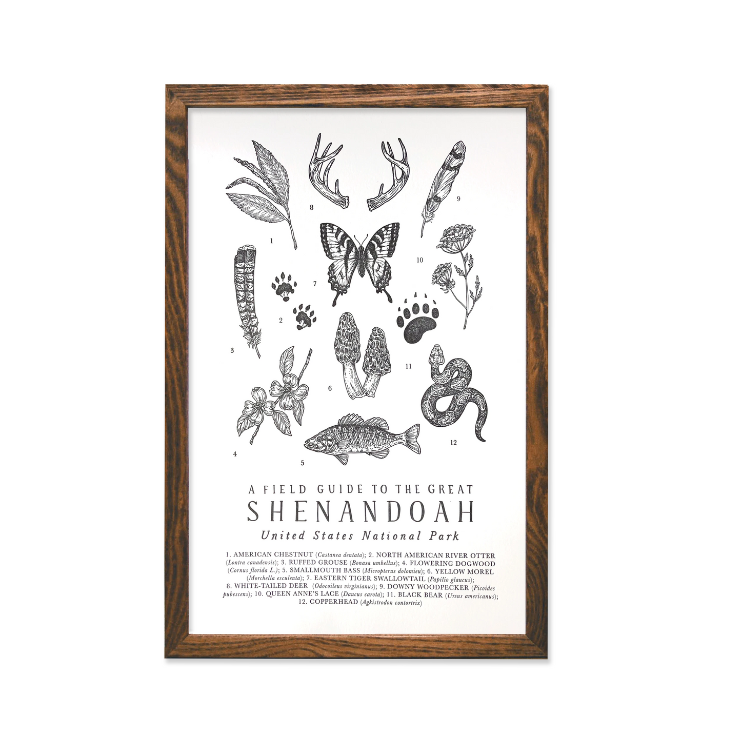 Shenandoah National Park Field Guide